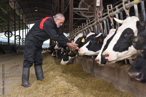 Vászonkép farmer working on a cow farm
