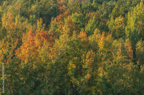 Fototapeta Naklejka Na Ścianę i Meble -  Autumnal forest