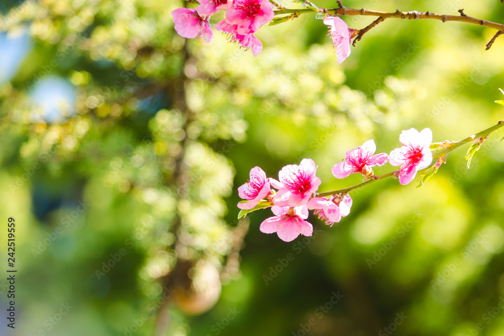 spring, beautiful pink flowers on tree branches. spring, beautiful pink flowers on tree branches.