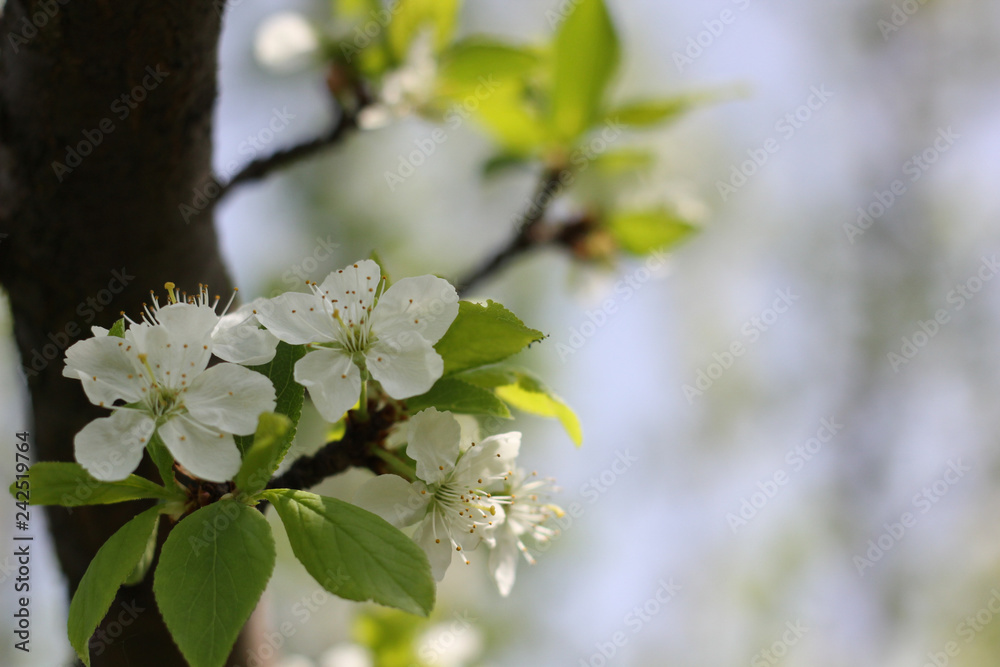 Obraz premium tree blooming with white beautiful flowers, spring awakens