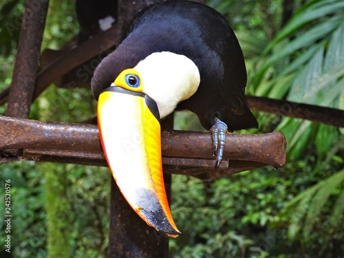 Colorful toucan in Iguacu