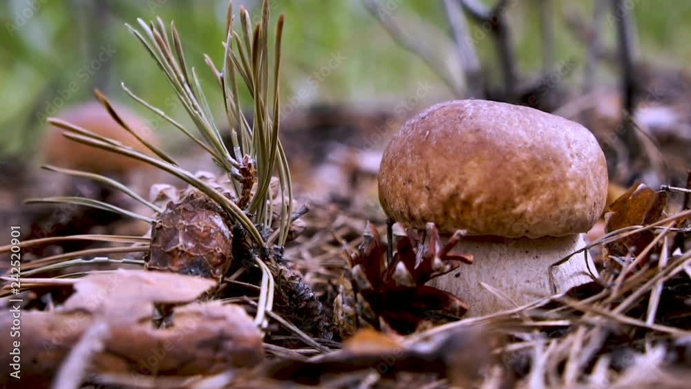 Pine branch falls on the Mushroom boletus. SLOW MOTION Pine branch falls on the Mushroom boletus. SLOW MOTION