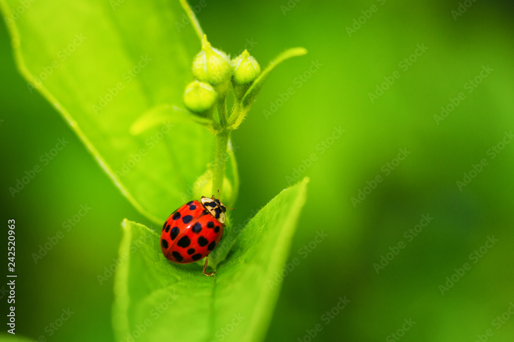 beautiful red ladybug crawling on a green leaf, beautiful natural background. beautiful red ladybug crawling on a green leaf, beautiful natural background.