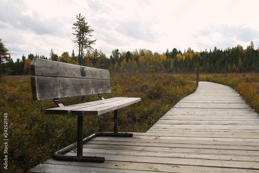 Naklejka premium Bench in the wild