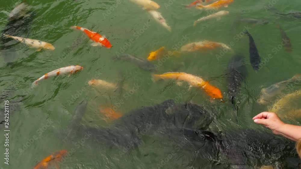 Koi fish and silver carp in pond eating. Koi fish and silver carp in pond eating.