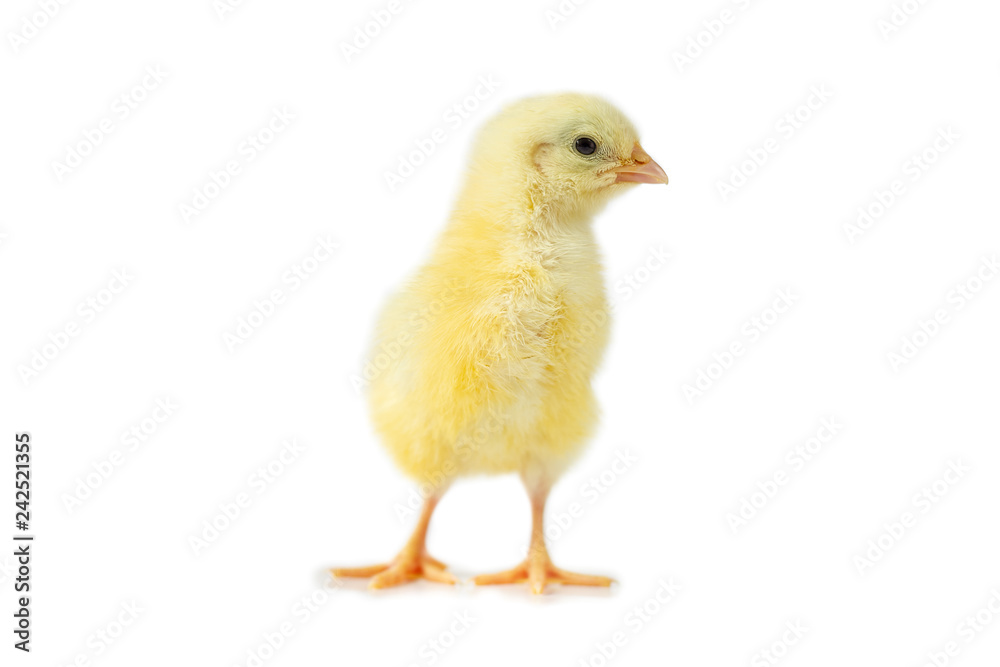 yellow cute chick on a white background isolation.