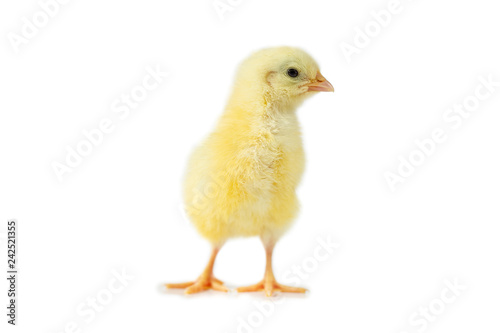 yellow cute chick on a white background isolation.
