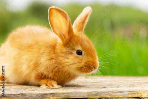 cute red rabbit sitting on a green natural background, spring mood.