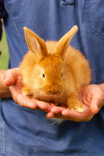 cute red rabbit sitting on his hands.