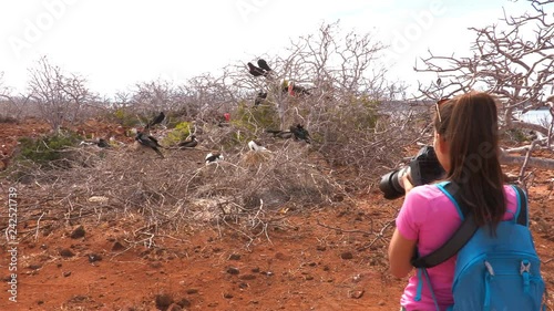 Galapagos tourist and bird photographer taking pictures of Frigatebirds nests. Big group of Magnificent Frigate-bird inlcuding baby nestlings on North Seymour Island, Isla Seymour Norte photo