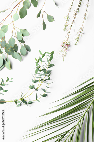 Different plants on white background