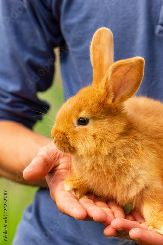 cute red rabbit sitting on his hands.