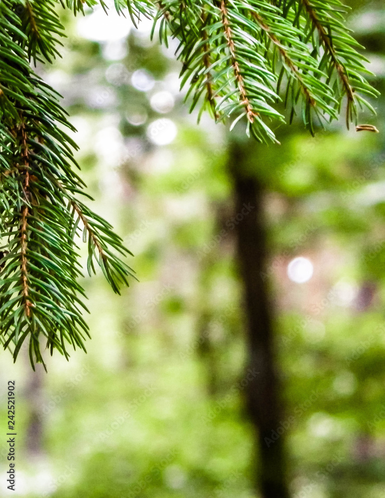 Close up of spruce branch.