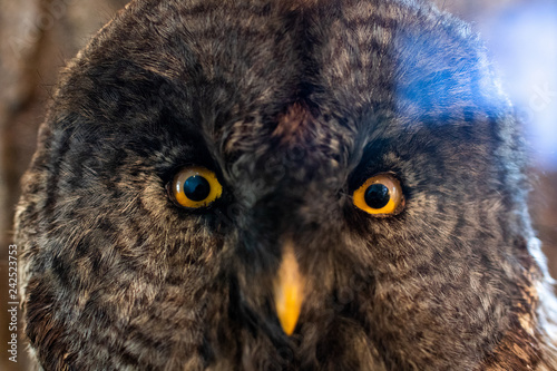 the head of an owl with its eyes facing the camera. yellow eyes and brown plumage of an owl with fuzzy beak and eyes in the foreground. Taxidermy © PAOLO