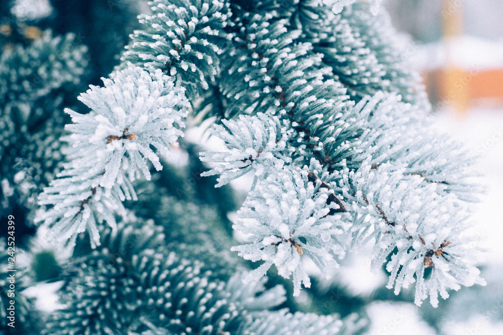 Winter frost Christmas evergreen tree background. Ice covered blue spruce branch close up. Frosen branch of fir tree covered with snow, copy space. Selective focus