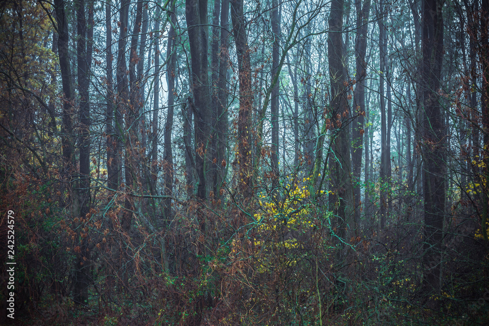 Fototapeta premium Autumnal forest