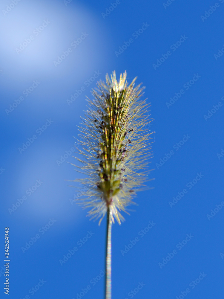 branch of a plant on background of blue sky