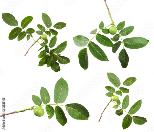 branch of walnut tree with foliage on isolated white background, set
