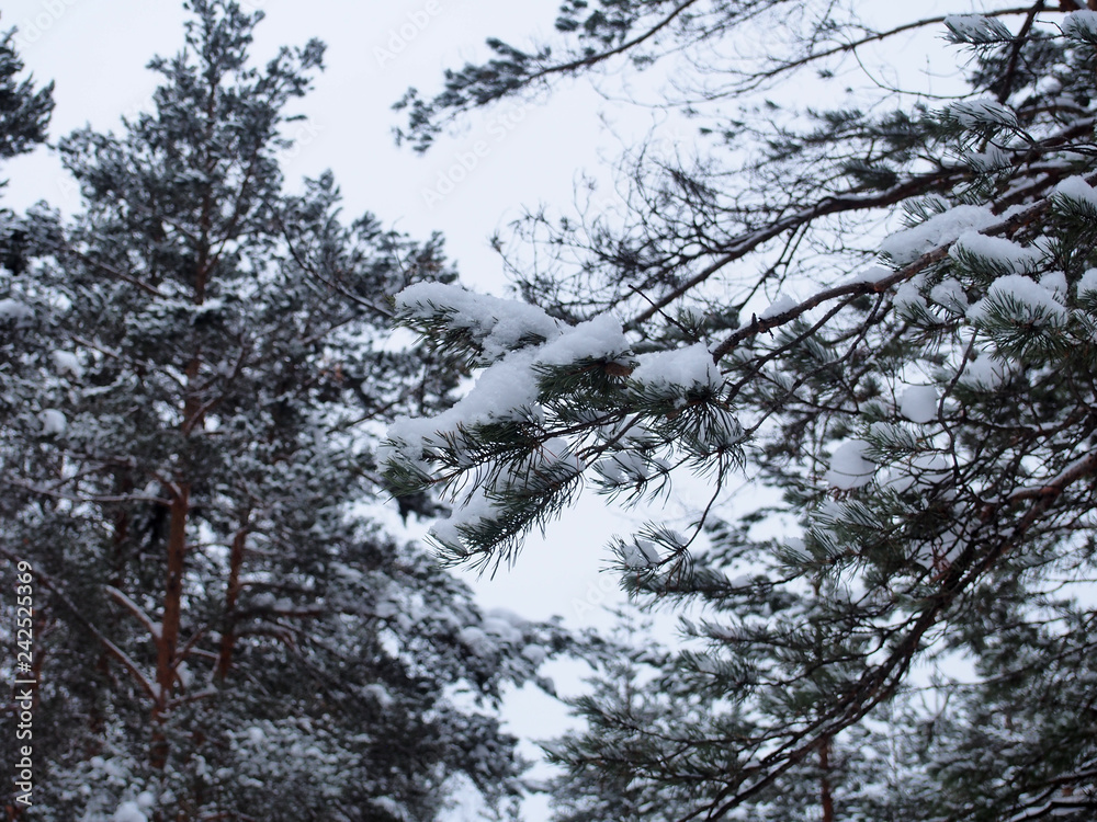 Fototapeta premium Snow lies on the branches of pine. The woods after a snowfall.