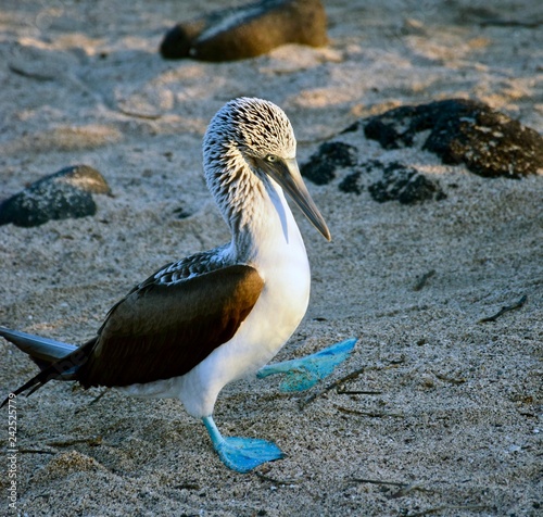 Blue footed booby with left foot raised during a dance.