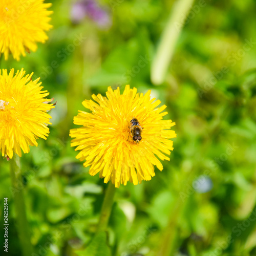 Wallpaper Mural Flowering dandelions in the clearing. Meadow with dandelions. Torontodigital.ca