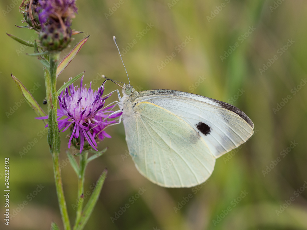 Naklejka premium The large white butterfly ( Pieris brassicae ) resting on a blooming thistle