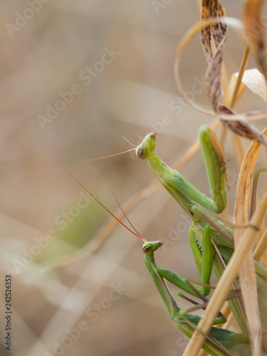 Pair of European mantis ( Mantis religiosa ) copulating on a dry grass