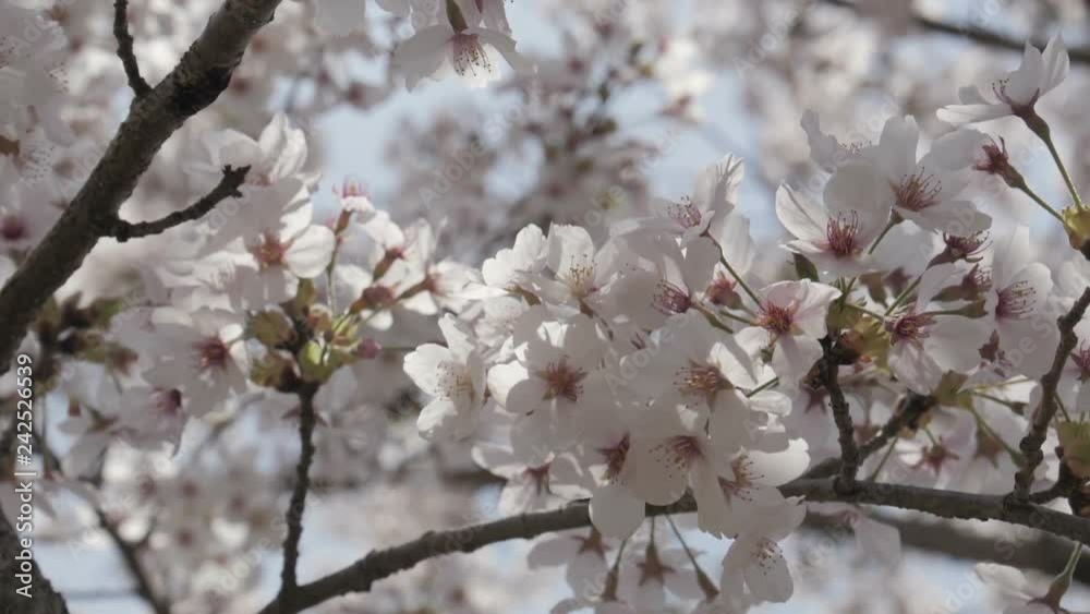 Close up of japanese sakura are full bloom in the wind. Close up of japanese sakura are full bloom in the wind.