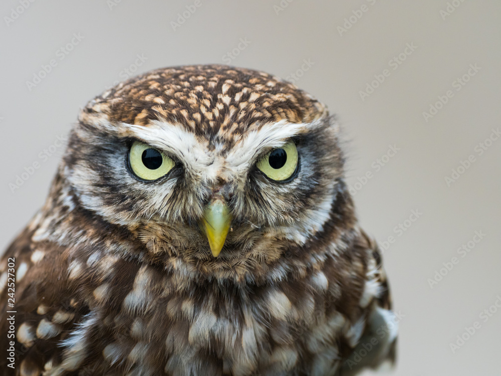 Little Owl ( Athene noctua ). Head close up.