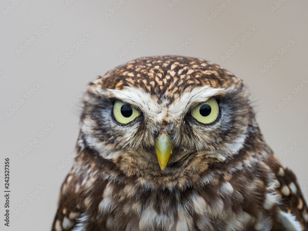 Little Owl ( Athene noctua ). Head close up. Little Owl ( Athene noctua ). Head close up.
