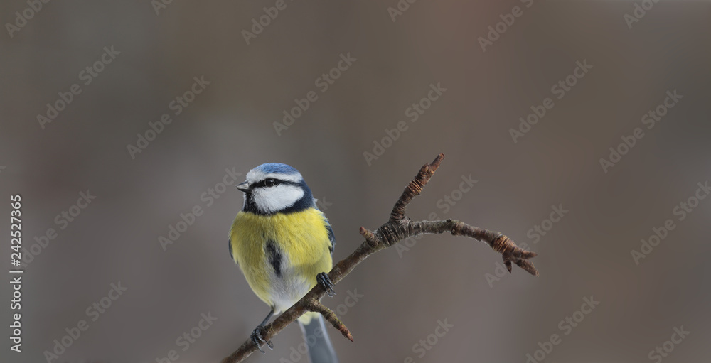 Portrait of a little blue tit sitting on a branch on a blurred brown background ... Portrait of a little blue tit sitting on a branch on a blurred brown background ...