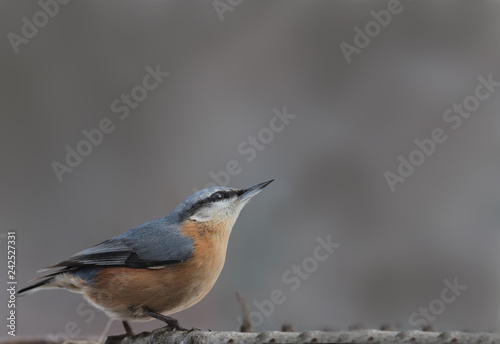 Nuthatch is standing on brown a blurred background, on a tree trunk and looking up.