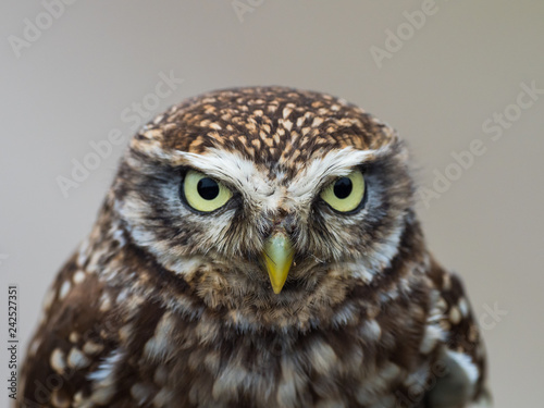 Little Owl ( Athene noctua ). Head close up.