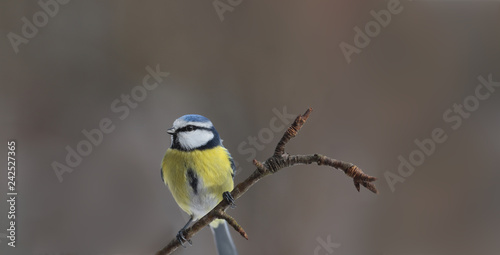 Portrait of a little blue tit sitting on a branch on a blurred brown background ...