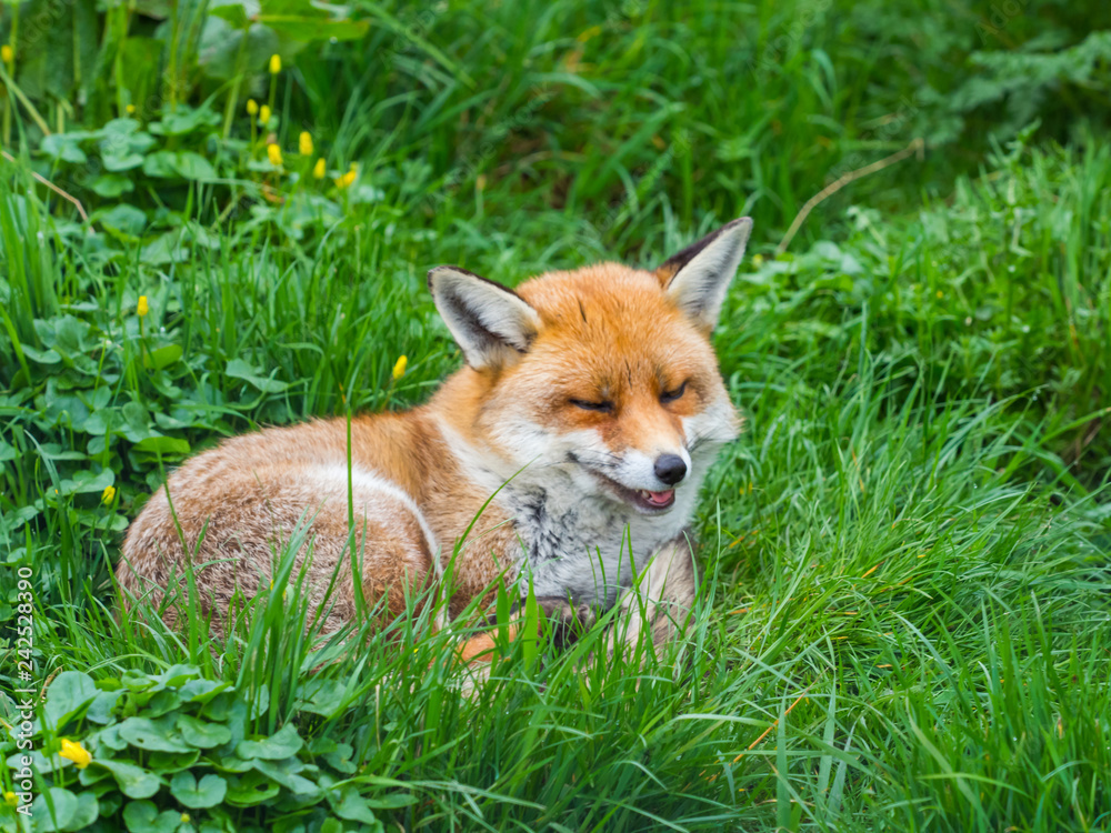 Red fox (Vulpes vulpes) Red fox (Vulpes vulpes)