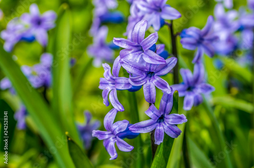 Fototapeta Naklejka Na Ścianę i Meble -  blue hyacinth flower for motherday