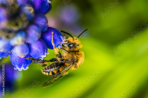 wild bee at blue hyacinth flower for motherday