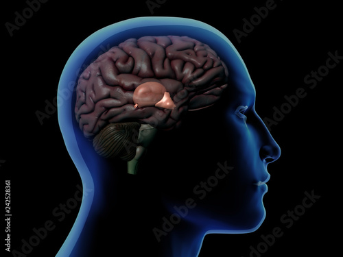 Profile of Man with Thalamus Highlighted in Brain