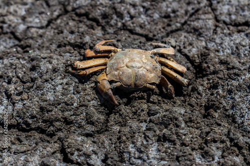 dead crab in dry mangrove