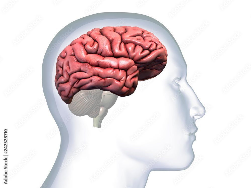 Profile of Man with Cerebrum Highlighted in Brain on White Profile of Man with Cerebrum Highlighted in Brain on White