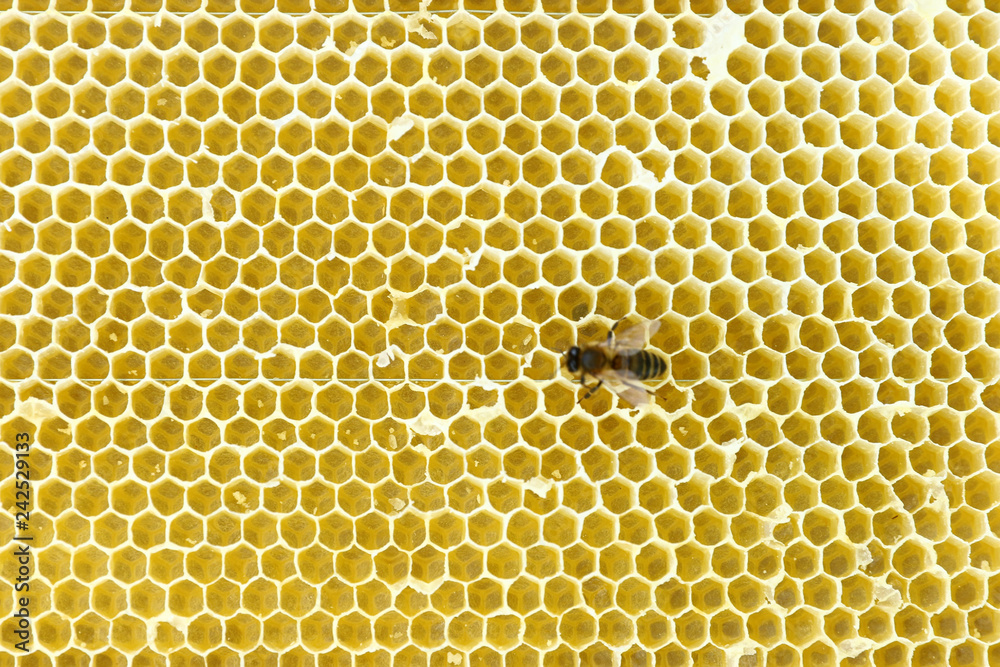 Bees on honeycomb Bees on honeycomb