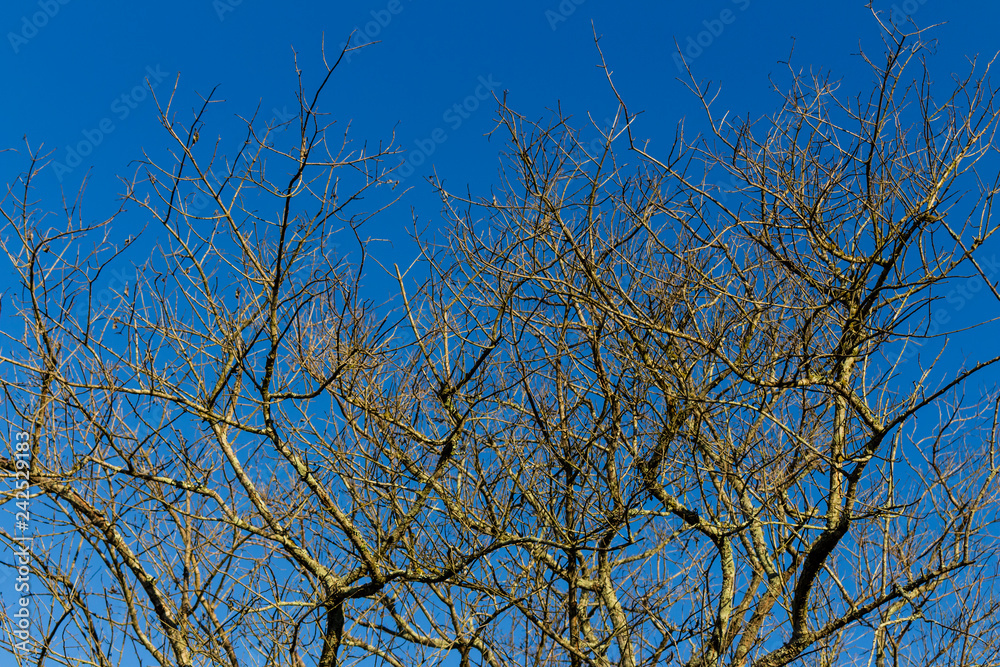 dry twigs with blue sky background dry twigs with blue sky background