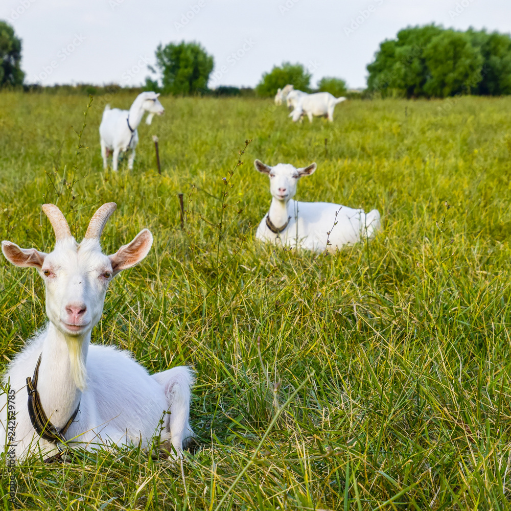 Obraz premium Goats grazing in the meadow