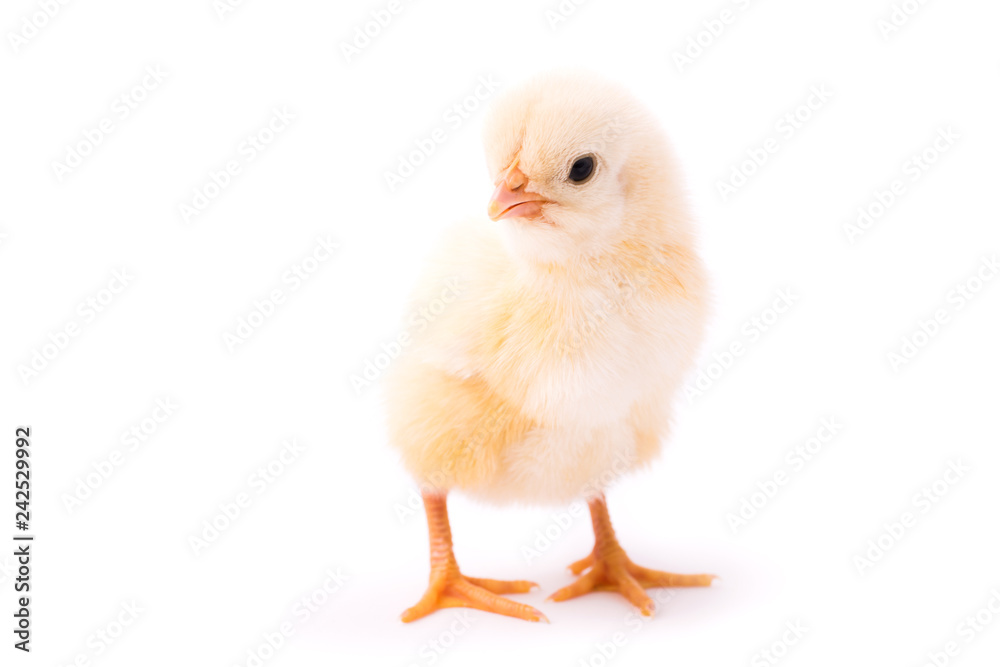 Small yellow chicken isolated on a white background Small yellow chicken isolated on a white background