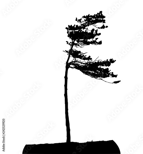 Tree Silhouette Isolated on White Backgorund. Vecrtor Illustration