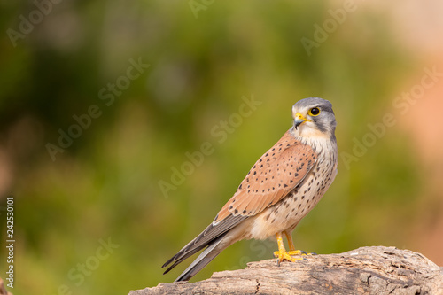 portrait of a common kestrel (Falco tinnunculus) perched on a trunk and green background