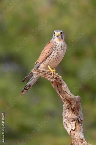 portrait of a common kestrel (Falco tinnunculus) perched on a trunk and green background