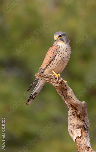 Bild auf Leinwand portrait of a common kestrel (Falco tinnunculus) perched on a trunk and green ba