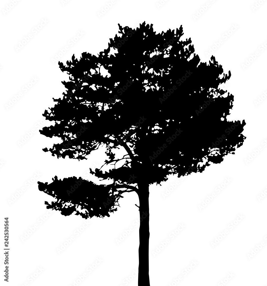 Fototapeta premium Tree Silhouette Isolated on White Backgorund. Vecrtor Illustration