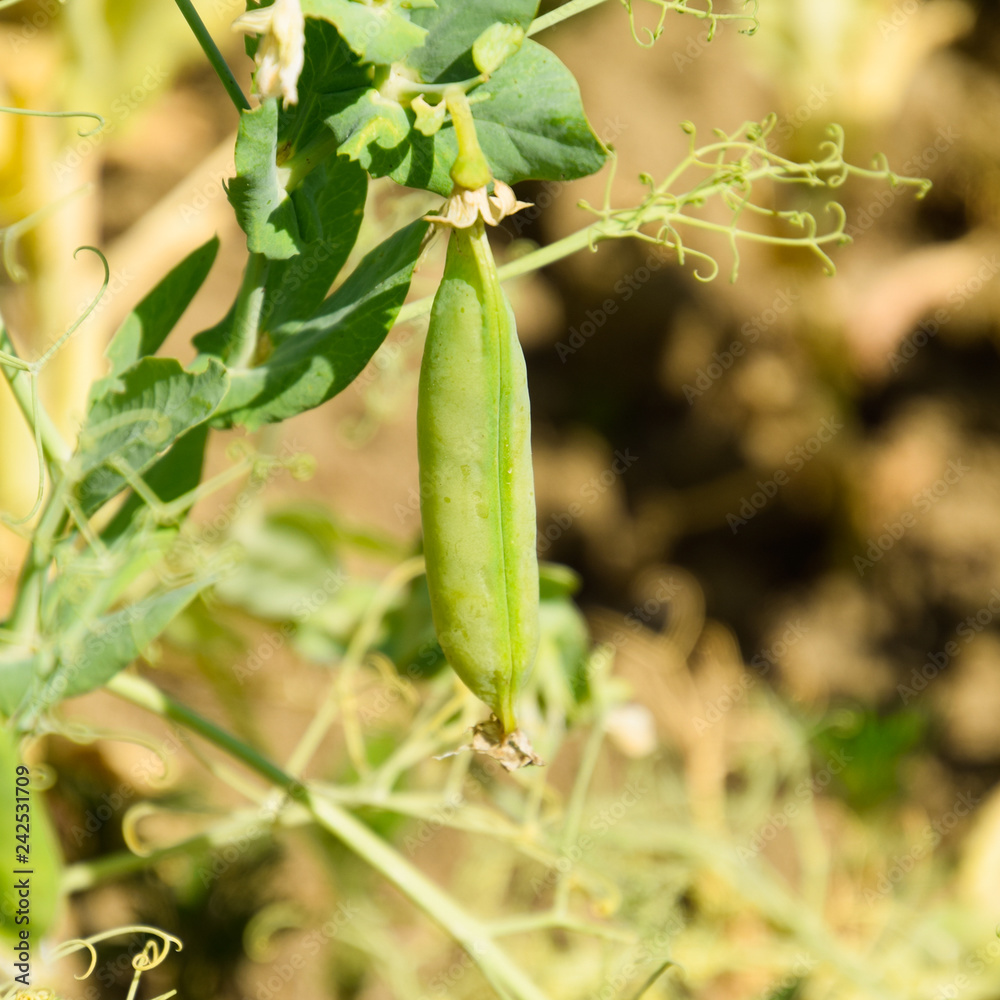 Green peas in the field. Growing peas in the field. Stems and po Green peas in the field. Growing peas in the field. Stems and po